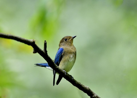 オオルリ♂若鳥0685
