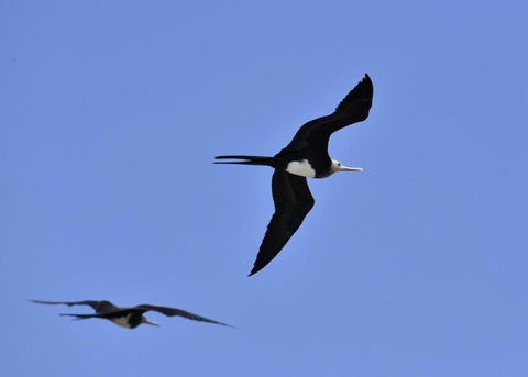 オオグンカンドリ7768