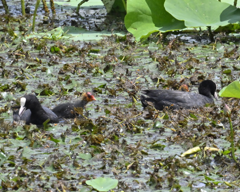 オオバンの親子6330