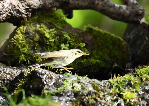 メボソムシクイ0726