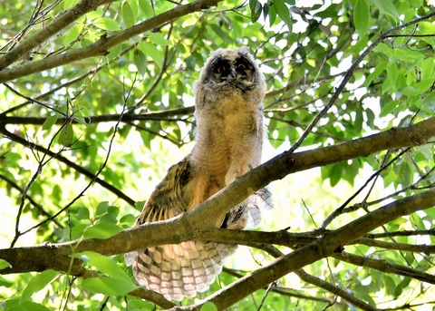 トラフズクのヒナ5350