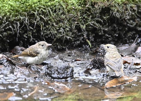 キビタキ幼鳥9064