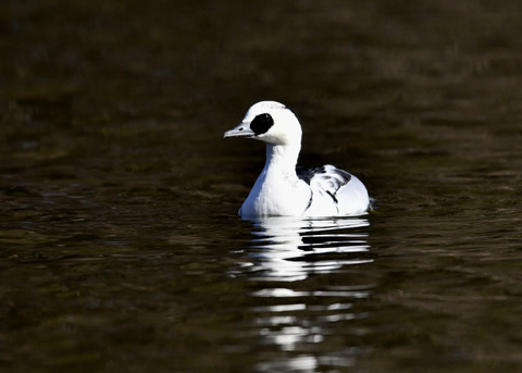 ミコアイサ♂8725