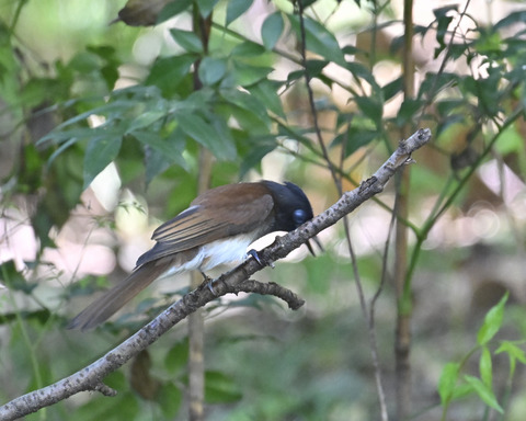 さんこうちょう8022