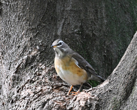 マミチャジナイ9467