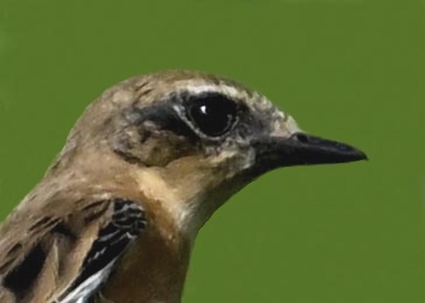 ノビタキ♀6001