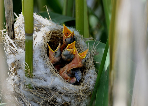 オオヨシキリのひな6110