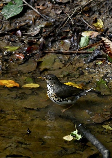 クロツグミ♀7617