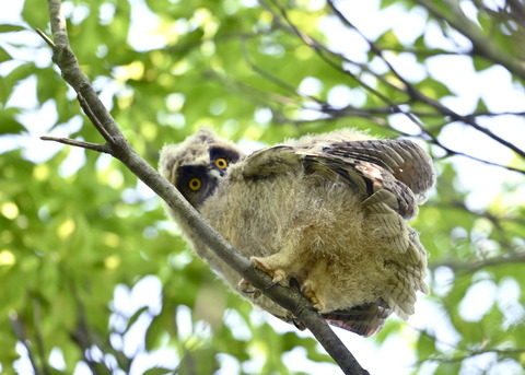 トラフズクのヒナ0716