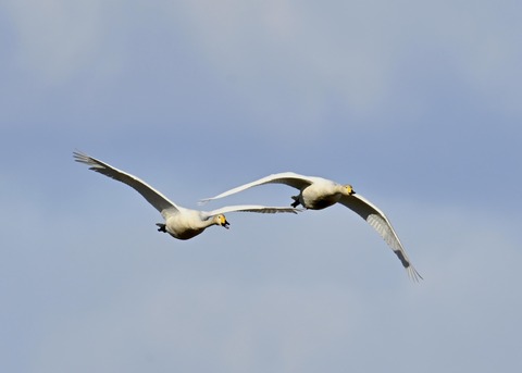 オオハクチョウ2157