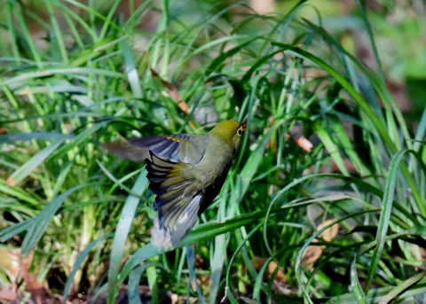 飛ぶ・ソウシチョウ2454