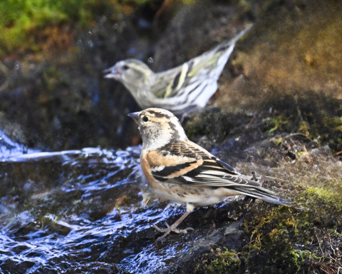 アトリ♀6581