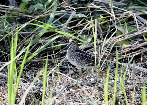 チュウジシギ0247