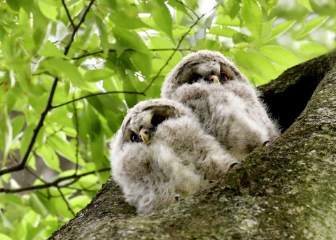 フクロウのヒナ①②4315