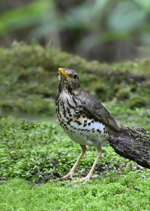クロツグミ♀1752