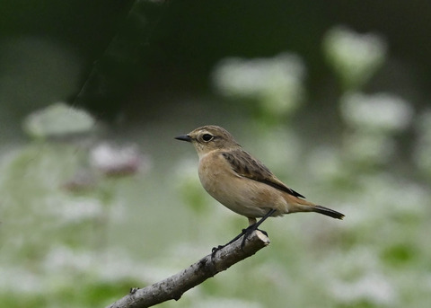 ノビタキ♀6581