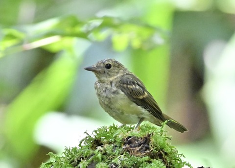キビタキ幼鳥4912