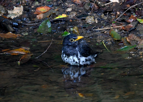 クロツグミ♂9332