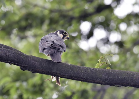 チゴハヤブサ3283