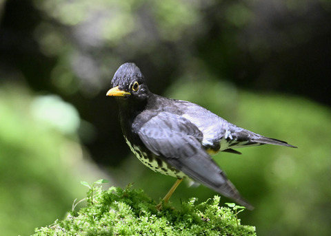 クロツグミ♂0139