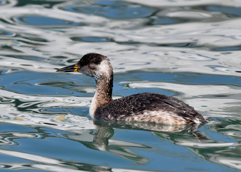 ｱｶｴﾘｶｲﾂﾌﾞﾘ6292