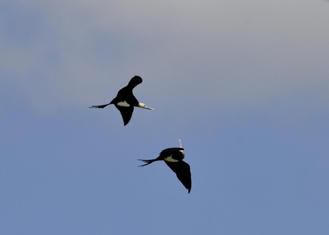 オオグンカンドリ5885