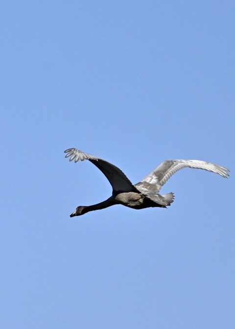 オオハクチョウ幼鳥3692