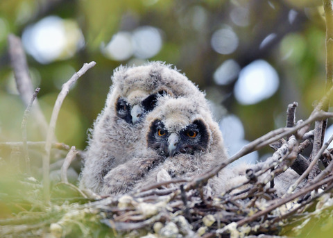 トラフズクのヒナ③④7010