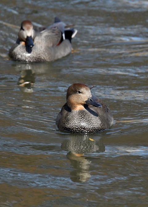 オカヨシガモ♂8044