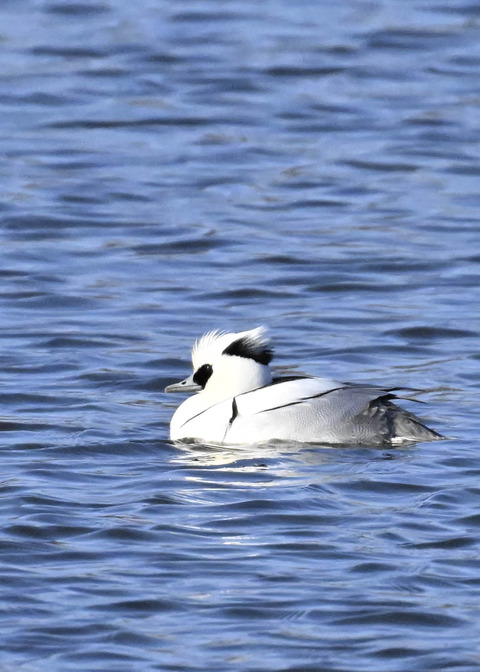 ミコアイサ♂4415