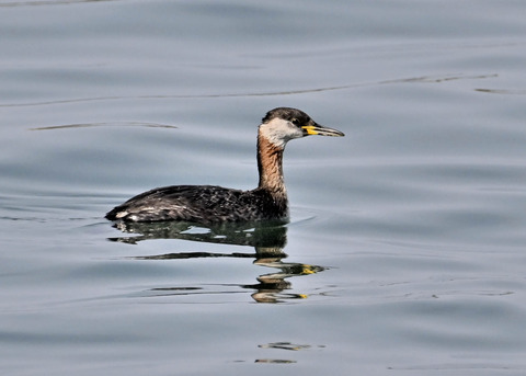 ｱｶｴﾘｶｲﾂﾌﾞﾘ8604