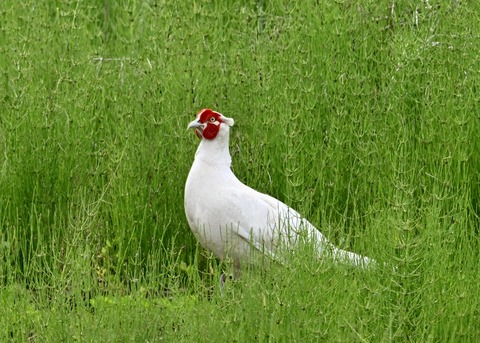 キジ♂白化1512