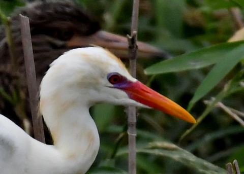 アマサギ5013