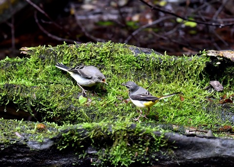キセキレイ幼鳥8218