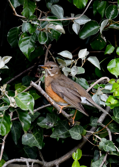 マミチャジナイ1S♀0317