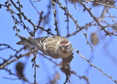 ベニヒワ♀5506