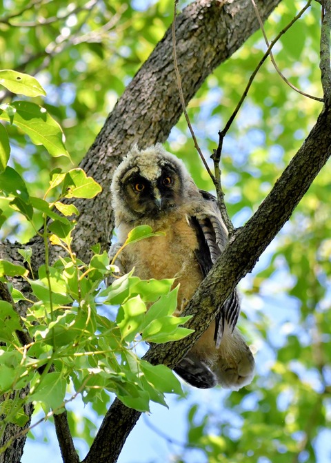 トラフズクのヒナ5948