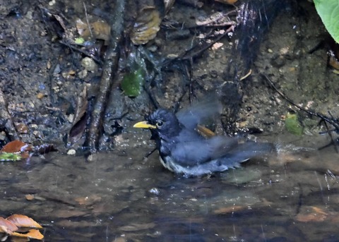 クロツグミ♂1167