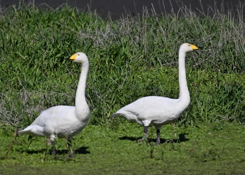 オオハクチョウ2834