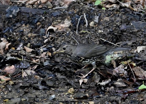 クロツグミ幼鳥5895