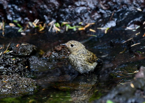 ルリビタキ幼鳥4039