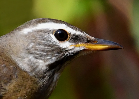 マミチャジナイ0873