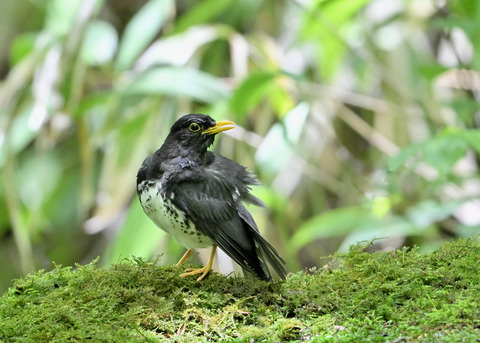 クロツグミ♂0168