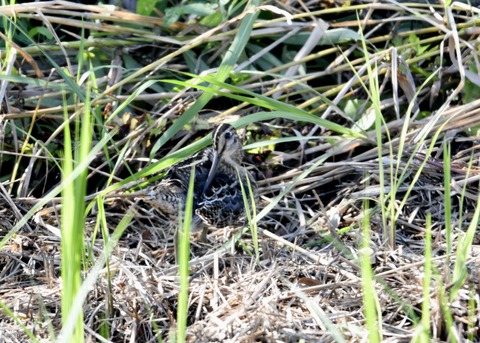 チュウジシギ0146