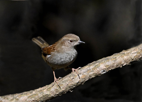 カヤクグリ5036