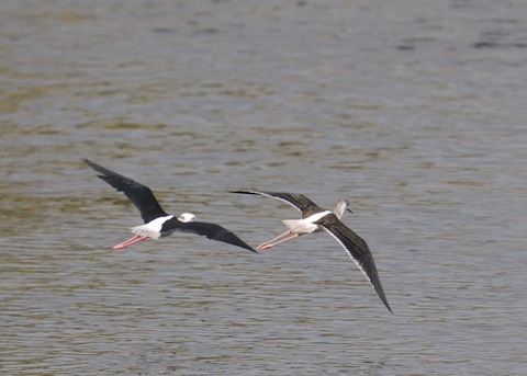 飛ぶ・セイタカシギ0205