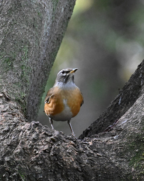 マミチャジナイ4420