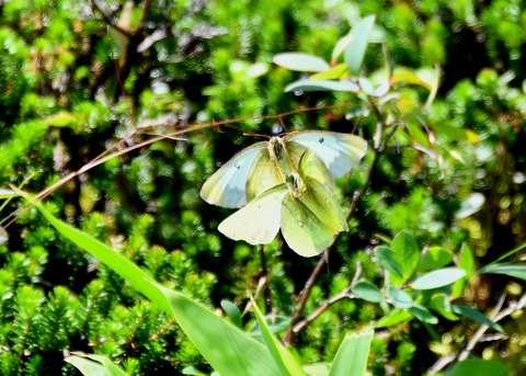 ミヤマモンキチョウ♂・♀2194◎