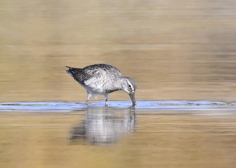 オオハシシギ6136