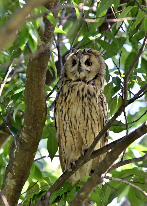 トラフズク♂3231